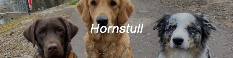 Klicka för att komma till hunddagis Hornstulls Instagram